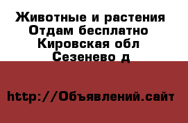 Животные и растения Отдам бесплатно. Кировская обл.,Сезенево д.